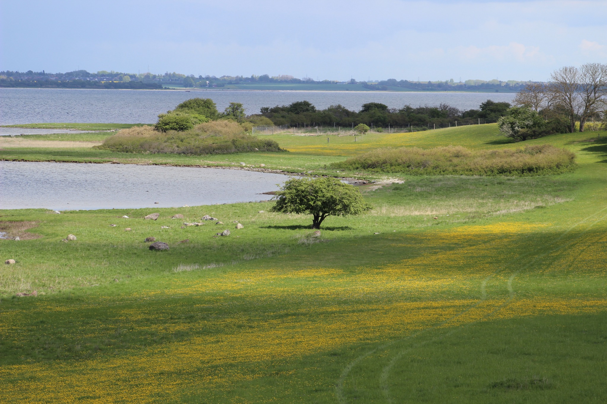 En blomstrende eng ved fjorden, fotograferet af Michael